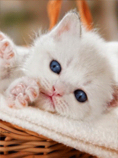 Белый пушистый котенок - кошки, gif, открытки