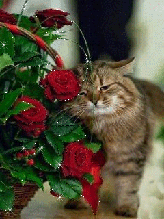 Кошка возле розы - кошки, gif, открытки