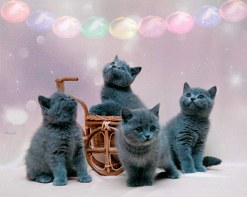 Очаровательные котята - кошки, gif, открытки
