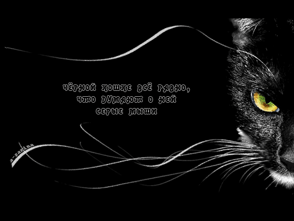 Анимация Чёрная кошка - кошки, gif, открытки