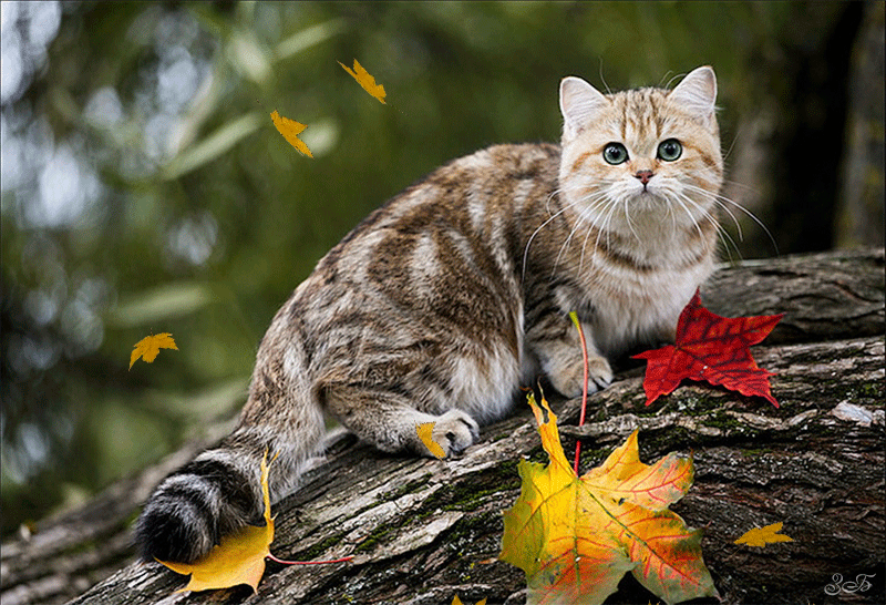 Котик и осень - кошки, gif, открытки