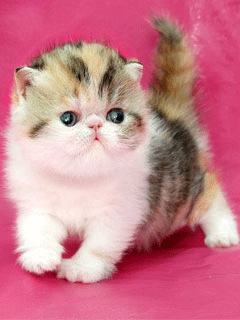 Маленький полосатик - кошки, gif, открытки