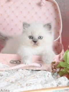 Милый малыш-котик - кошки, gif, открытки