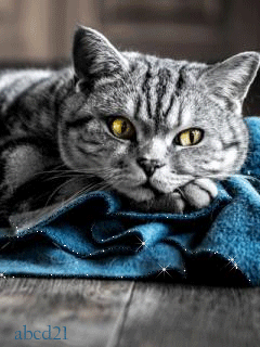 Кот отдыхает ) - кошки, gif, открытки