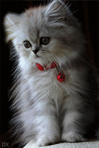 Белый котик анимашка - кошки, gif, открытки