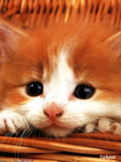 Картинки смешных котят - кошки, gif, открытки