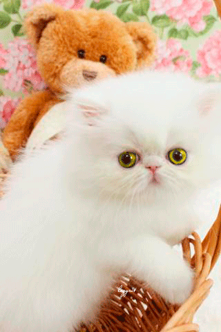 Картинка Белоснежный котенок - кошки, gif, открытки