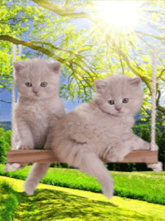 Котята на качелях - кошки