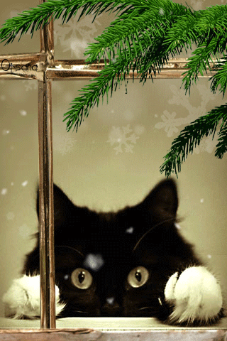 Анимация черный котик - кошки