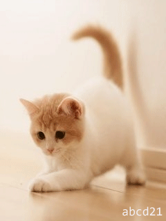 Игривый котенок - кошки, gif, открытки