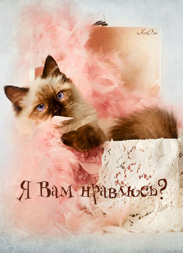 Картинка с сиамской кошкой - кошки
