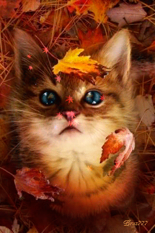 Кошка листопад - кошки, gif, открытки