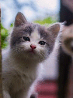 Серенький котенок - кошки