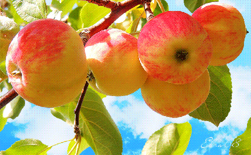 Наливные яблочки - с Медовым, Яблочным, Ореховым спасом, gif, открытки