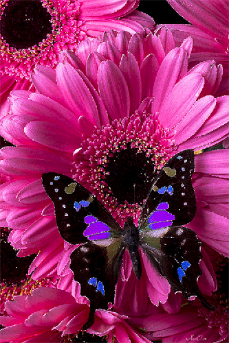 Картинка Бабочка на цветке - анимашки и блестяшки, gif, открытки