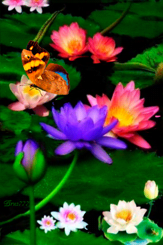Бабочка на лилии - анимашки и блестяшки, gif, открытки