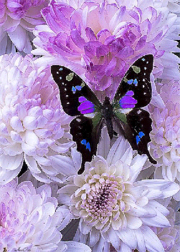 Бабочка и цветок - анимашки и блестяшки