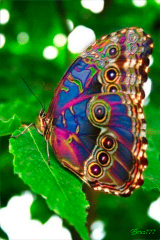 Красочная бабочка - анимашки и блестяшки